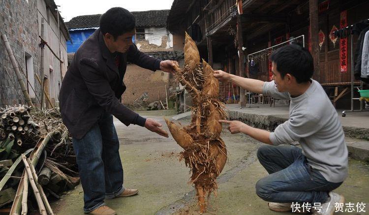  男子@男子竹园挖到“稀罕物”，村民表示没见过，网友：赚大发了