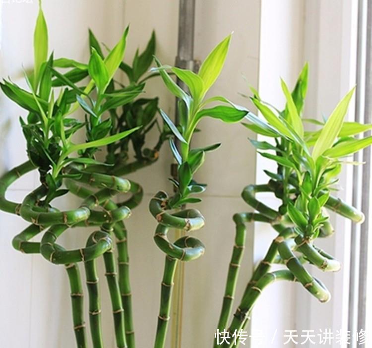 艳丽@喜欢在家中养护花卉,就选择花色艳丽,花朵硕大的3种花卉,优雅