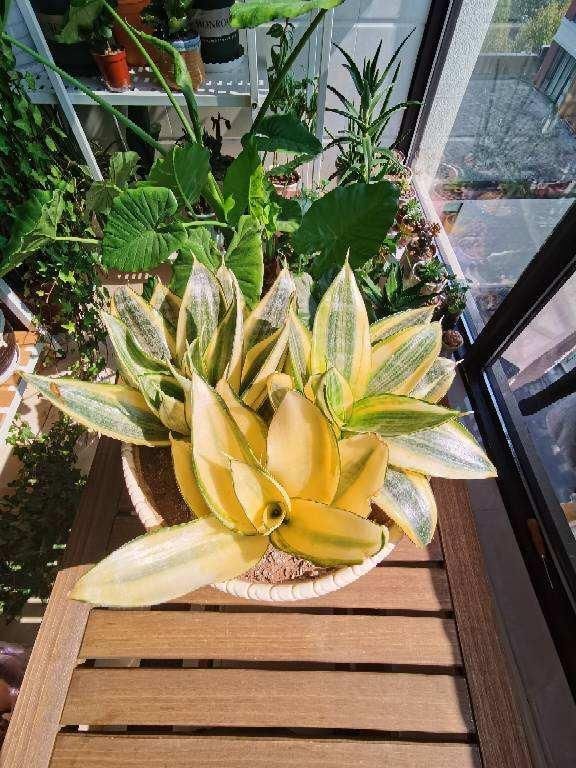 扦插■只用叶子也能扦插,这花把叶子剁5段,插到土里就能长成5盆花