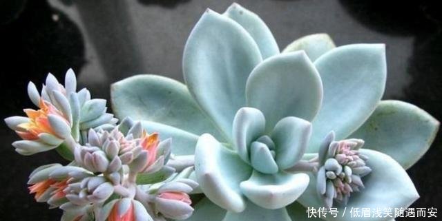 『肉肉开花必须剪掉』多肉植物开花了,怎么办肉友剪掉!