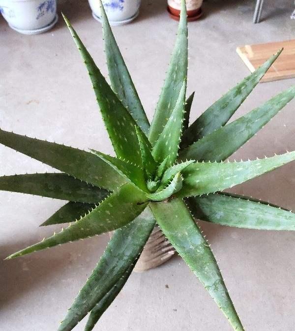  #种植#芦荟开花意味着什么?很多花友不知道!