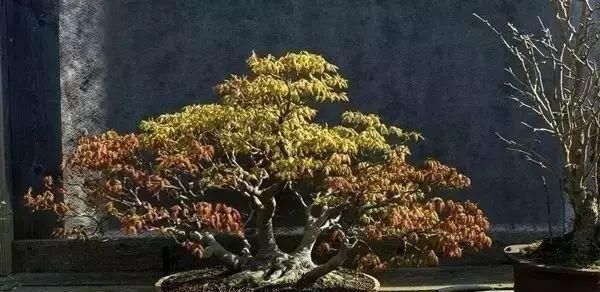 走进心之向往的盆景园 杜塞尔多夫盆景博物馆