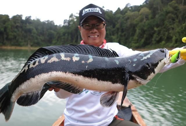 中国路亚钓鱼人远征苏门答腊,前去消灭泛滥成灾的金线多曼鱼
