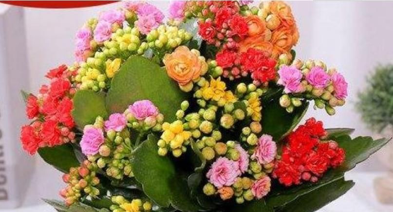  「家里」养花不如种菜，“4种菜”养家里，浇水就长得旺，吃完一茬又一茬