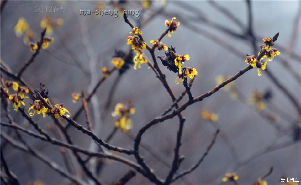 2019春节自驾 游黄山