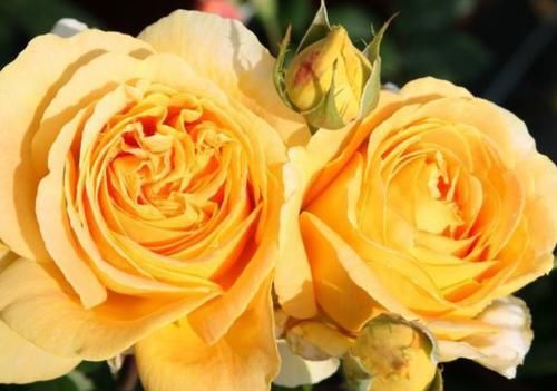 『烛光』“珍稀玫瑰”烛光,开花似美人起舞,比“菊花”美,堪称盆栽首选