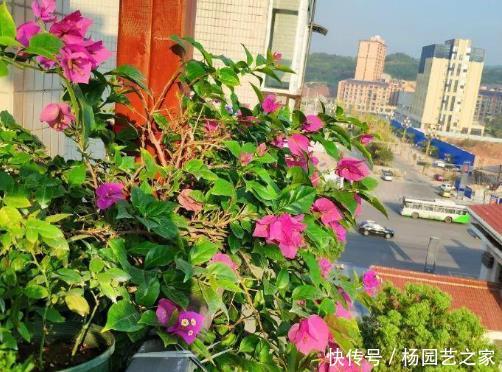  「门道」阳台上养花讲门道，4个“雷区”要绕开，否则容易破坏整体格局
