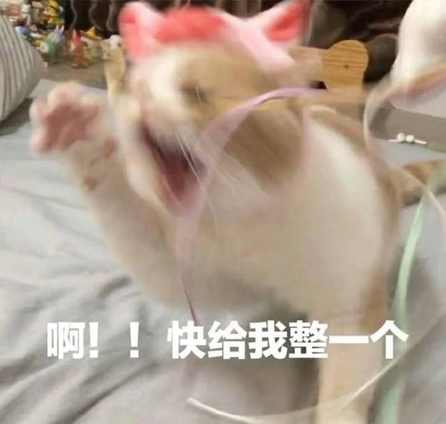  [一顿饭]养猫之后，我再没好好吃过一顿饭！