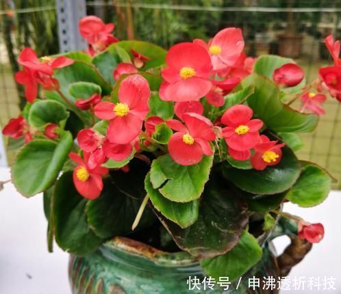 「土壤」室内养四季海棠,注意这几点,一年四季花开不断,每次都爆盆
