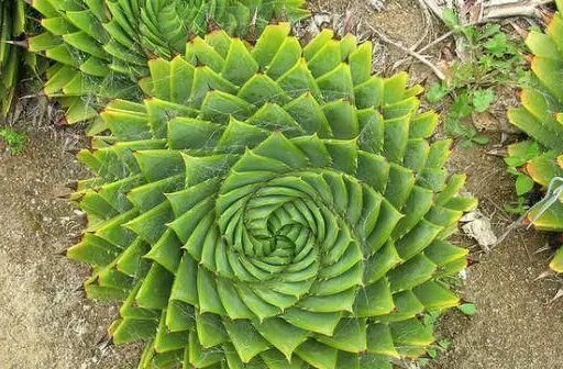  「开花」这种芦荟让我开眼界,盆栽开花长90片叶子,到底有啥不同?