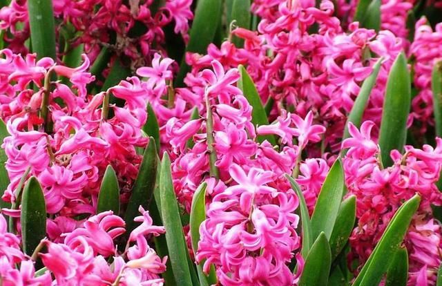  #常漂亮#这是我见过最漂亮的十种种球花，花期长、花色艳，真漂亮