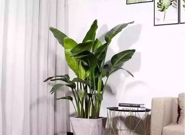 「越好」家里缺光也可以放心养的十种绿植,光越少长得越好