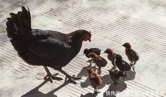  「货郎」农村出现“借鸡生蛋”，跟农民做生意靠口头协议，能靠