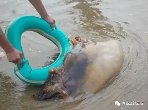 辟谣！青岛海边僧帽水母致人死是假的