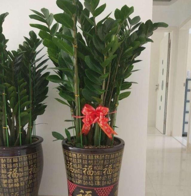  「枝繁叶茂」你的金钱树还生长吗?熟知这3点,蹭蹭长不停,枝繁叶茂