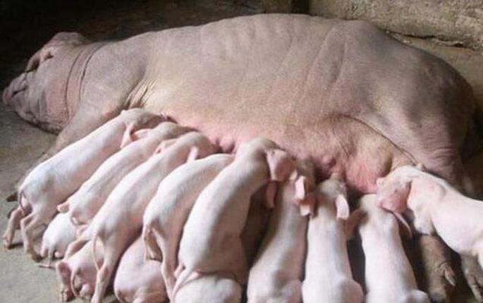 为何农村人都不敢吃母猪肉?迷信还是科学?三