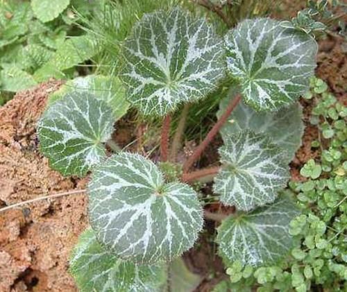 『观赏价值』1种杂草叶片大,比车前草“值钱”,人称“金线吊芙蓉”,请爱惜