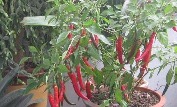  『盆栽』养花种草不实际？不如盆栽这些蔬菜，既能观赏又能食用，贼好看