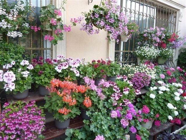  【春天】春天养这花，扦插一定要趁早，晚了活不过夏天