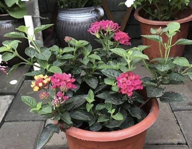 『观赏价值』蚊子害怕“3种花”,阳台放上2盆,家里蚊子“少1倍”,有用!