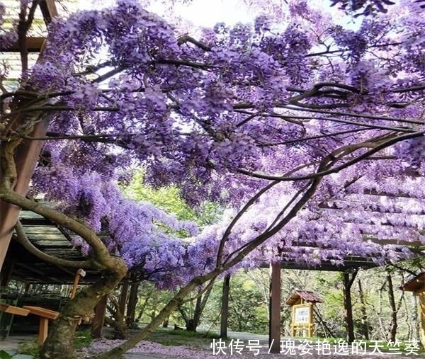  迷人|花期可达200天！花朵漂亮迷人，庭院再小也得种