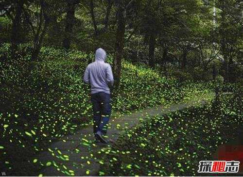 乌克兰发光森林之谜，大片森林发出耀眼强光(至今未解)