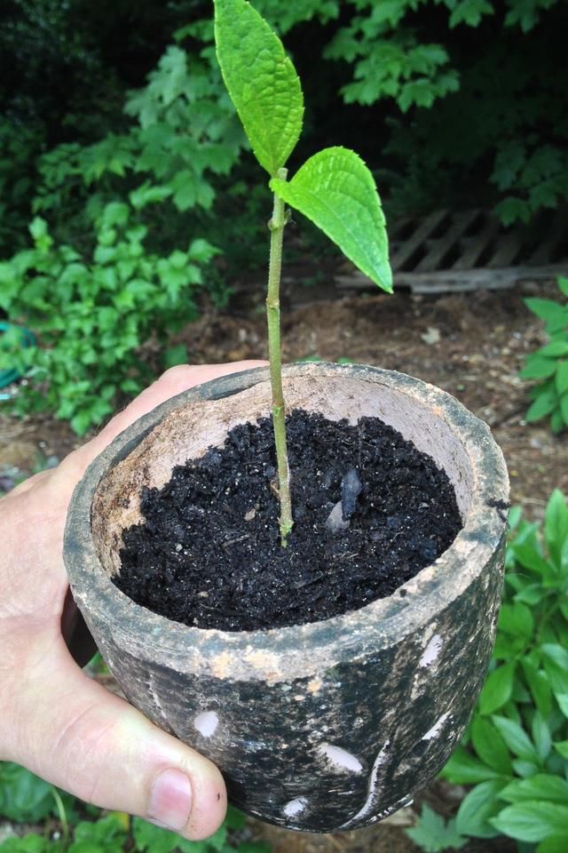  溶液：生根粉使用的几个方法，和生根溶液有啥区别，什么东西可代替它们