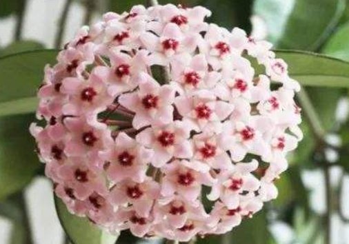  「长寿花」阳台养这些植物，不怕高温，越晒开花越旺，花大色艳，阳台变花海