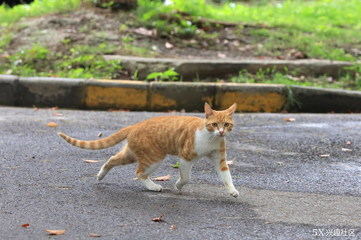 佳能EF 70-200mm F4L II USM&ldquo;爱死小小白兔&rdquo;的后续拍