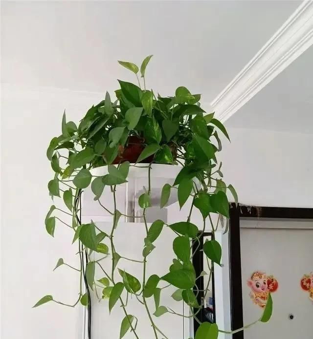  绿油油■养绿萝,注意4细节,随便养都爆盆,枝繁叶茂长成“绿瀑布”!