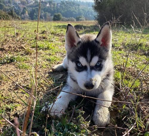 形象■最近《庆余年》动物版海报火了起来,都说这些动物与剧中角色神似