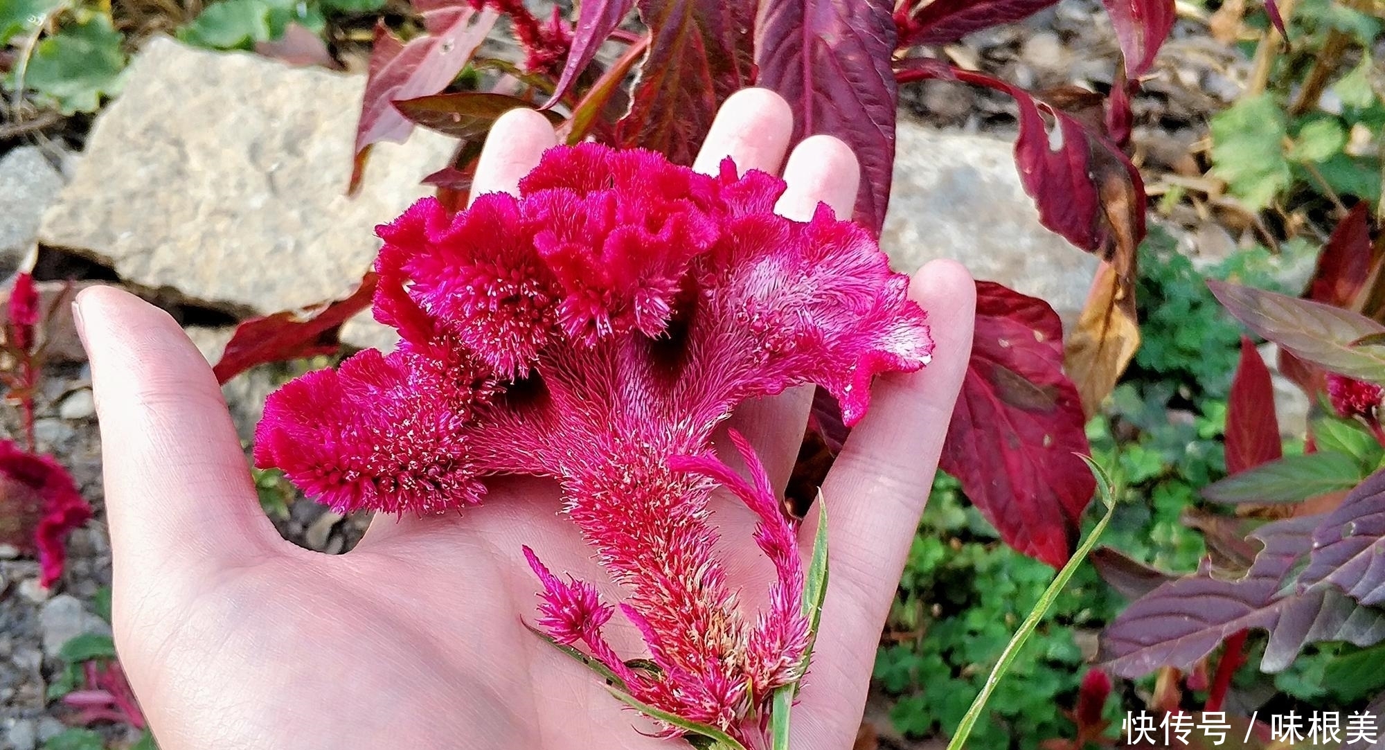 以前农民见到就除，因花似鸡冠而出名，却少有人知它是稀罕野菜