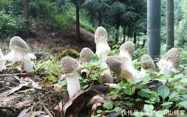  [人工种植]竹林里才有的野味，千元一斤被捧上神坛，却没多少农