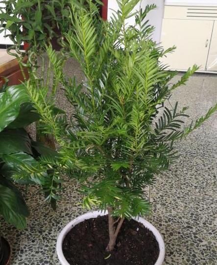  [红豆杉]红豆杉的红果可以食用吗，养护红豆杉要注意什么？