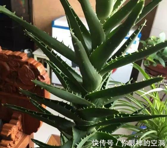 【值钱】芦荟不值钱,养成“老桩”很稀罕,叶子胶质多,越老越值钱
