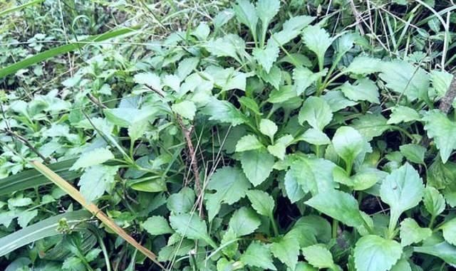  『蒲公英』春天“最苦”的6种野菜，常被当成杂草，殊不知养肝消炎价值高