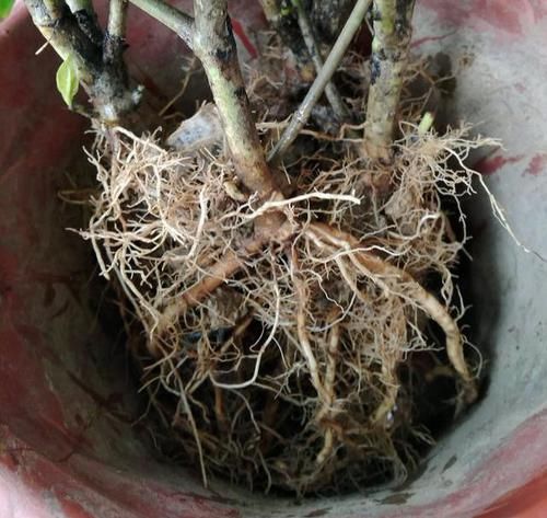 「干枯的现象」栀子花黄叶,干巴巴?2个妙招很重要,学会了,叶子油绿闪光