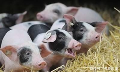  【农户】养猪农户不注意这几点，影响会很大，科学养殖很重要！