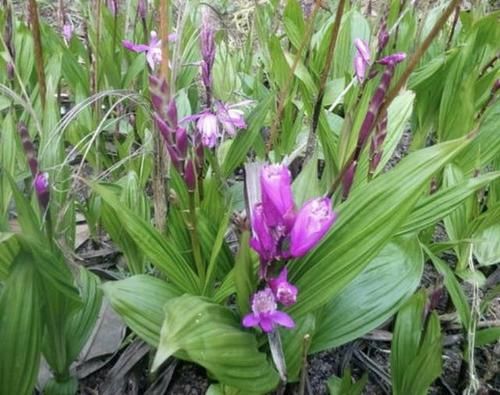 「值钱」1种野生的杂草有“大块茎”，被称为“白芨”，值钱还珍贵，别挖