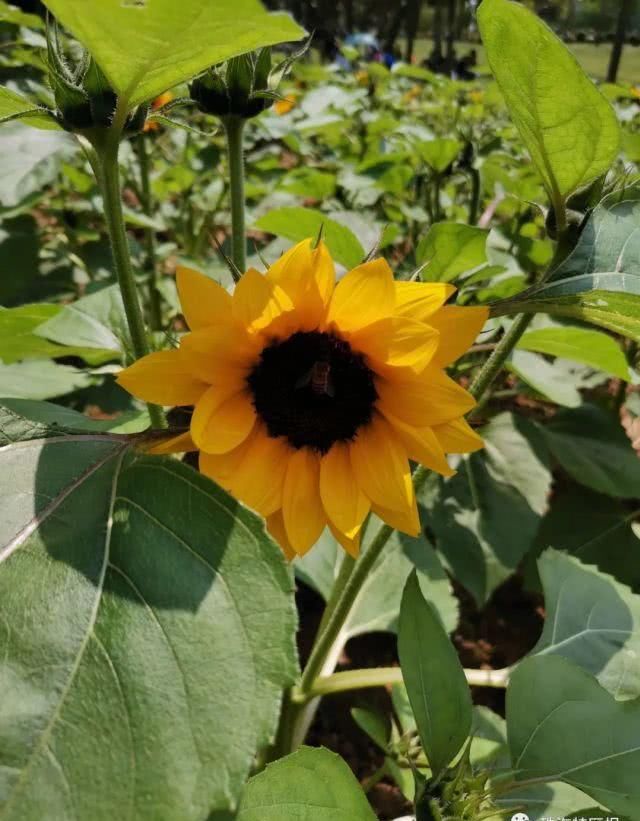 公园的向:超罕见白色、黑色向日葵!8千㎡花海!就藏在珠海市区!