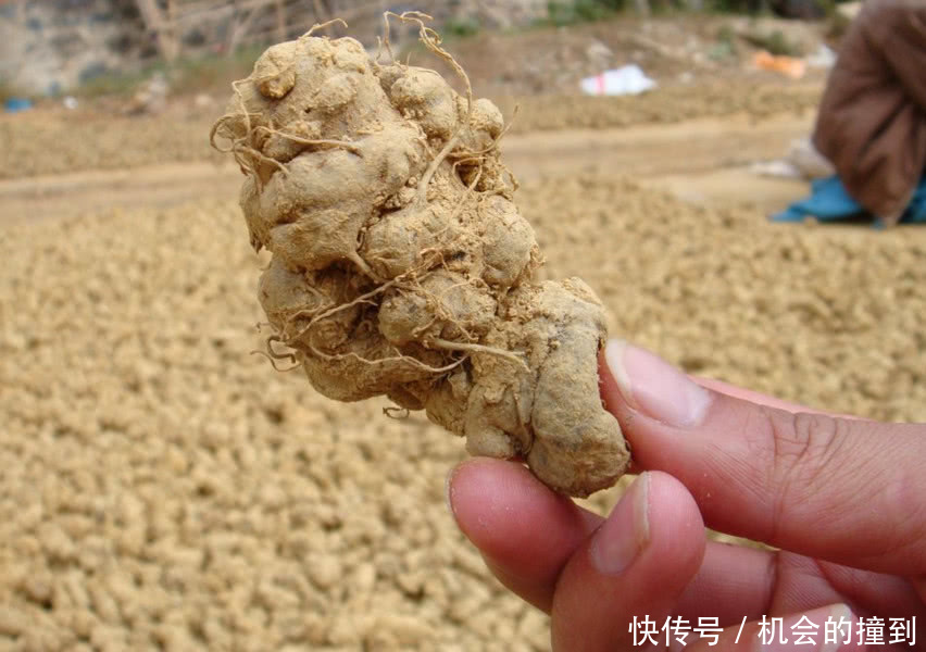 从800一斤跌到2块，赔了个底朝天，“致富项目”能不能信
