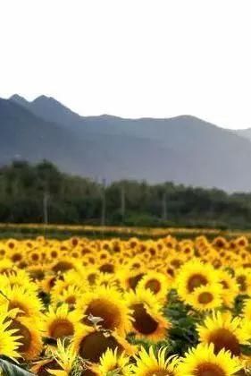 黄金九月楼观的花海开啦！赏花海、品花宴，全都不能错过！