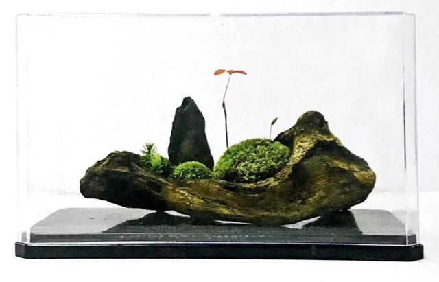 春色不仅在田野里，也可以刻在你家玻璃缸内的苔藓景观缸中！