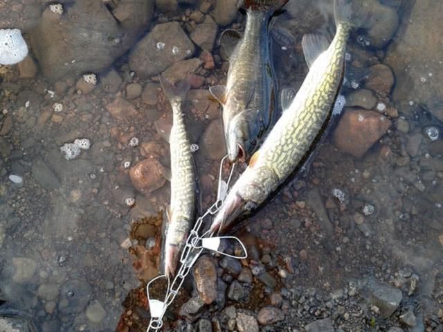  贪婪@新疆钓狗鱼，生性粗暴贪婪，一天可以吃掉和自己体重相当的