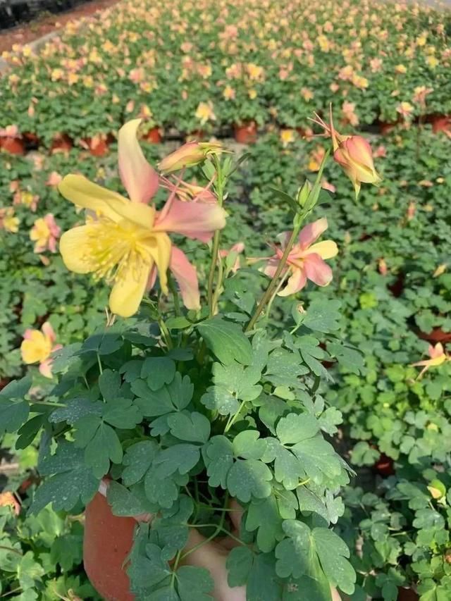  长达：这花名字土掉渣，开花却特美，花期长达3个月