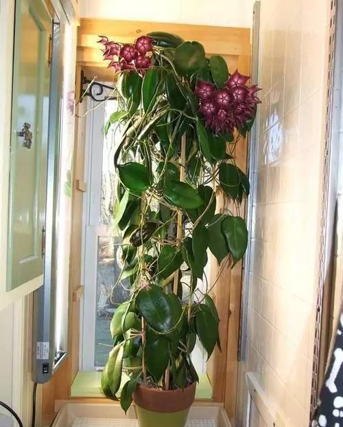 『植物』远离植物杀手,你需要这12种植物