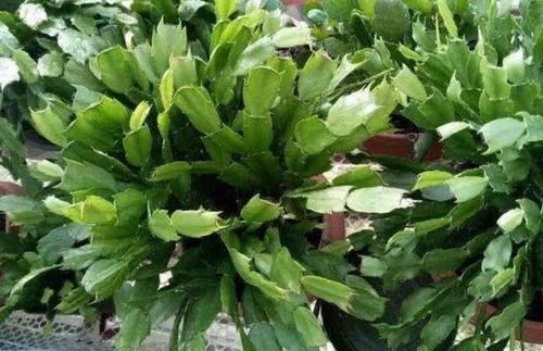  【薄弱】蟹爪兰花后叶片薄弱没精神？四点“补救”做得好，叶片肥厚根系壮