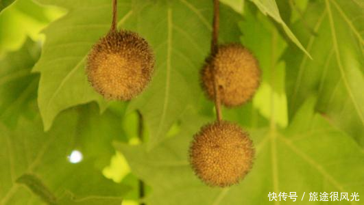 过去是农民的心头恨，如今却靠它发了财，每亩产值高达28000元！