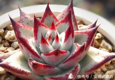  懒人@“懒人”养多肉，越长越肥美，新人掌握“4点”，逐渐变可爱！