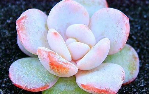 「透红」多肉雪莲上色难?学会3个小技巧,叶片饱满,粉里透红,太美了